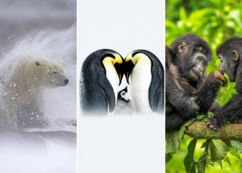 Natures Best International Awards 2025 Winners