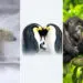 32 Remarkable Winning Photos of Nature's Best Photography International Awards 2025 57 Natures Best International Awards 2025 Winners