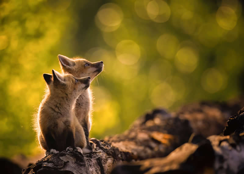 Red Fox Pups by Donna Feledichuk, Canada -- Nature Best Photography Backyard Winners