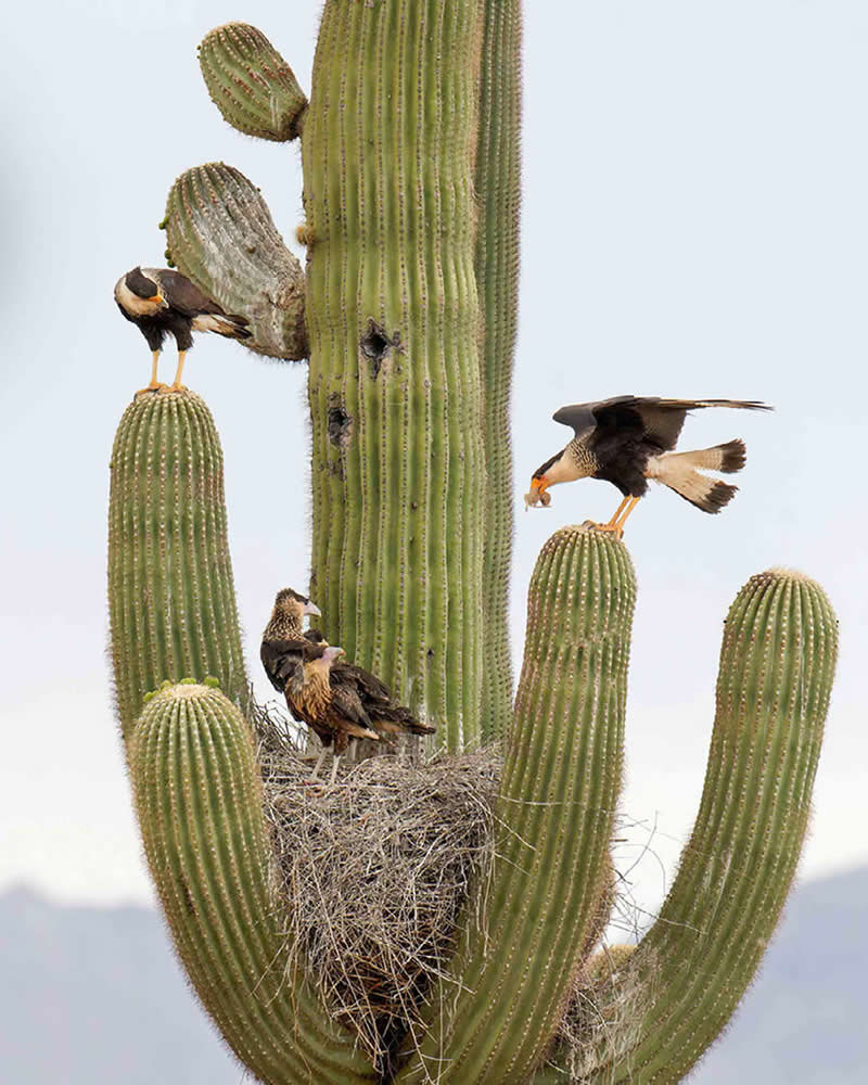 Crested Caracara by Isabel Guerra Clark, USA - Nature Best Photography Backyard Winners