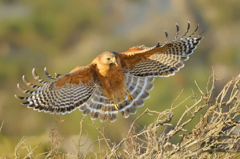 Red-shouldered Hawk by Parham Pourahmad, USA - Nature Best Photography Backyard Winners