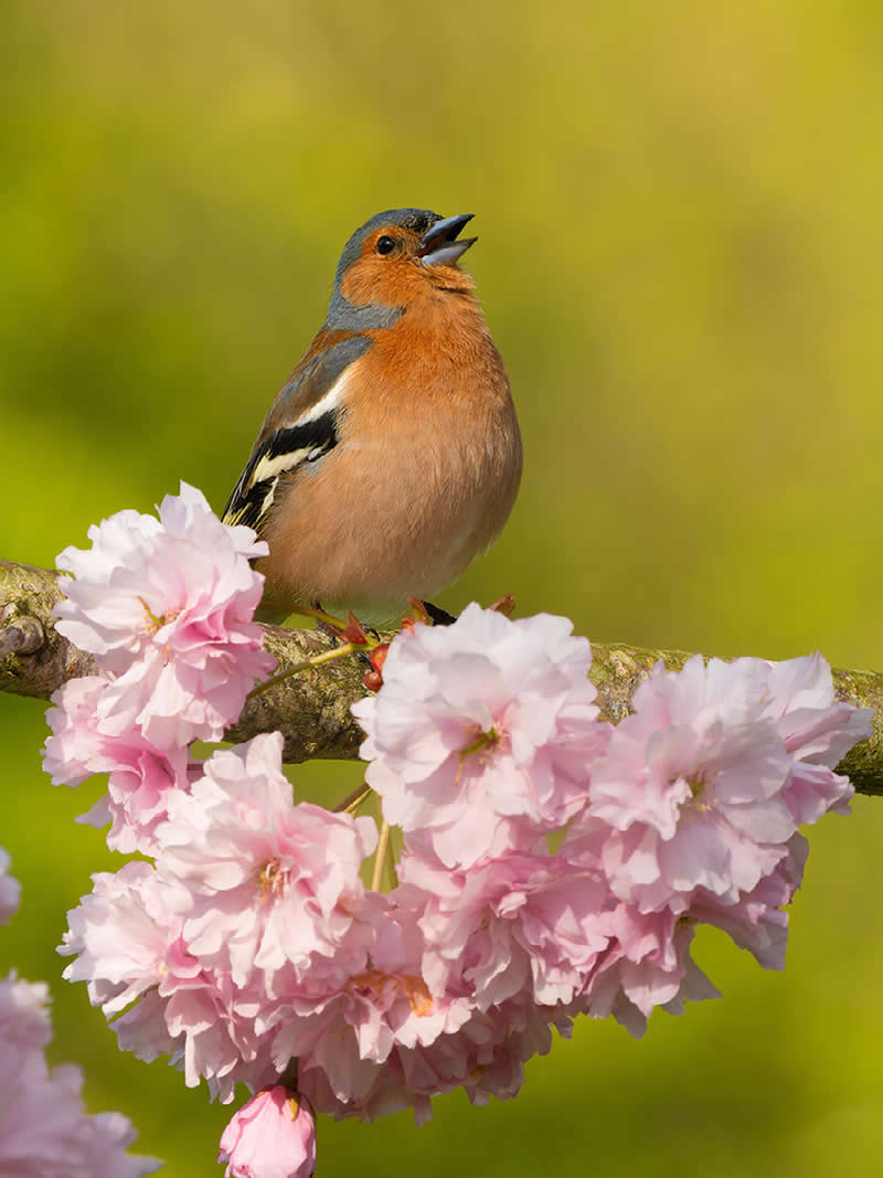 Chaffinch in Cherry Tree by Andy Rouse, UK - Nature Best Photography Backyard Winners