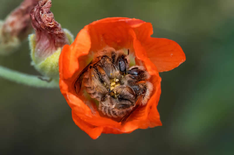 Globe Mallow Bees by Bruce D. Taubert, USA - Nature Best Photography Backyard Winners