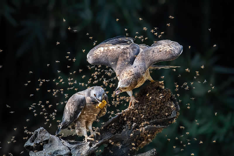 Honey Buzzards by Veronica Chai, Singapore - Nature Best Photography Backyard Winners