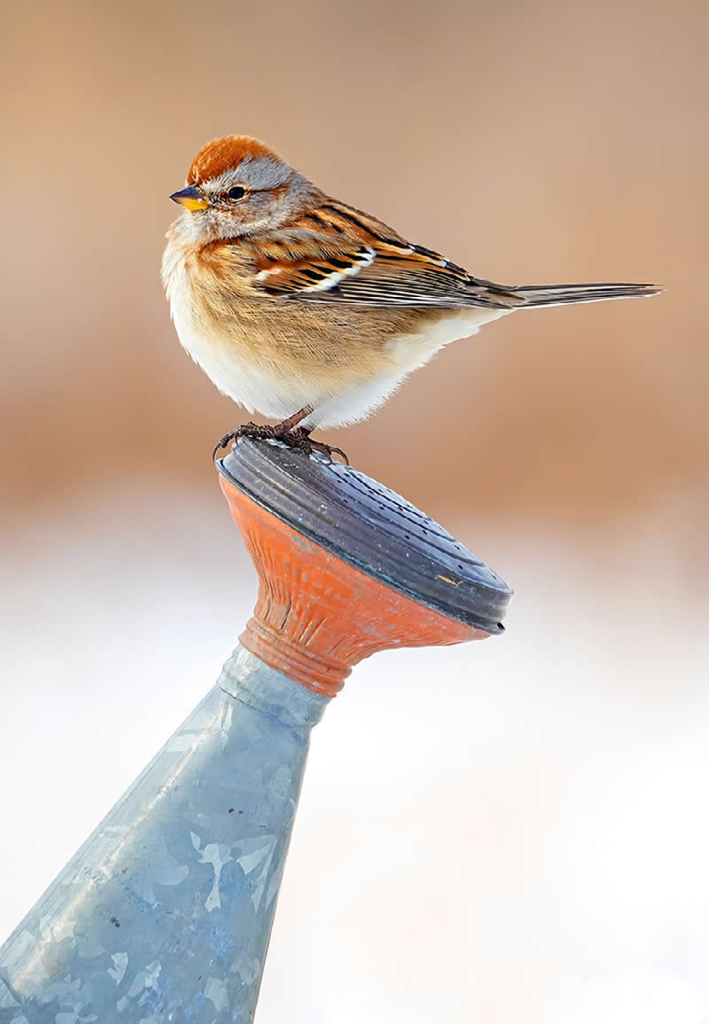 American Tree Sparrow by Paul Grecian, USA - Nature Best Photography Backyard Winners