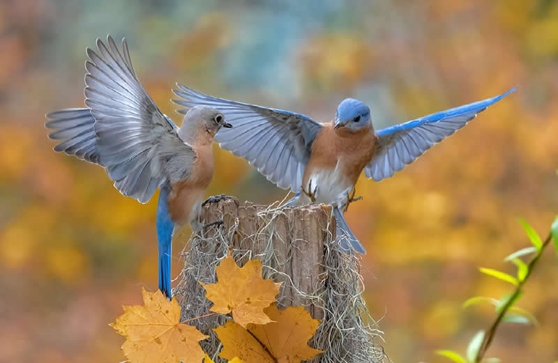Bluebirds by Don Wuori, USA - Nature Best Photography Backyard Winners
