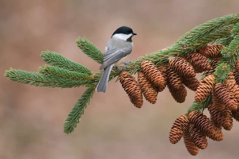 Carolina Chickadee by Pat Comas, USA - Nature Best Photography Backyard Winners