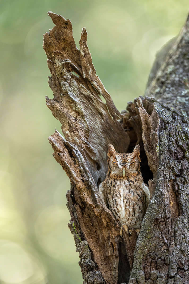 Eastern Screech Owl by Robert Gloeckner, USA - Nature Best Photography Backyard Winners