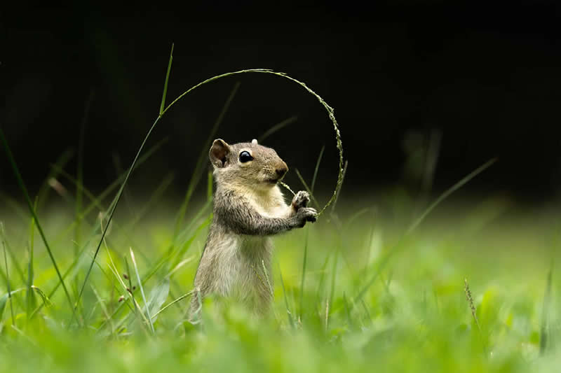 Palm Squirrel by Avanka Fernando, Sri Lanka - Nature Best Photography Backyard Winners