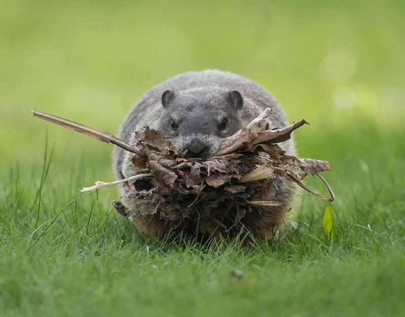 Groundhog with Nesting Material by Barb D’Arpino of Wasaga Beach, Canada - Nature Best Photography Backyard Winners