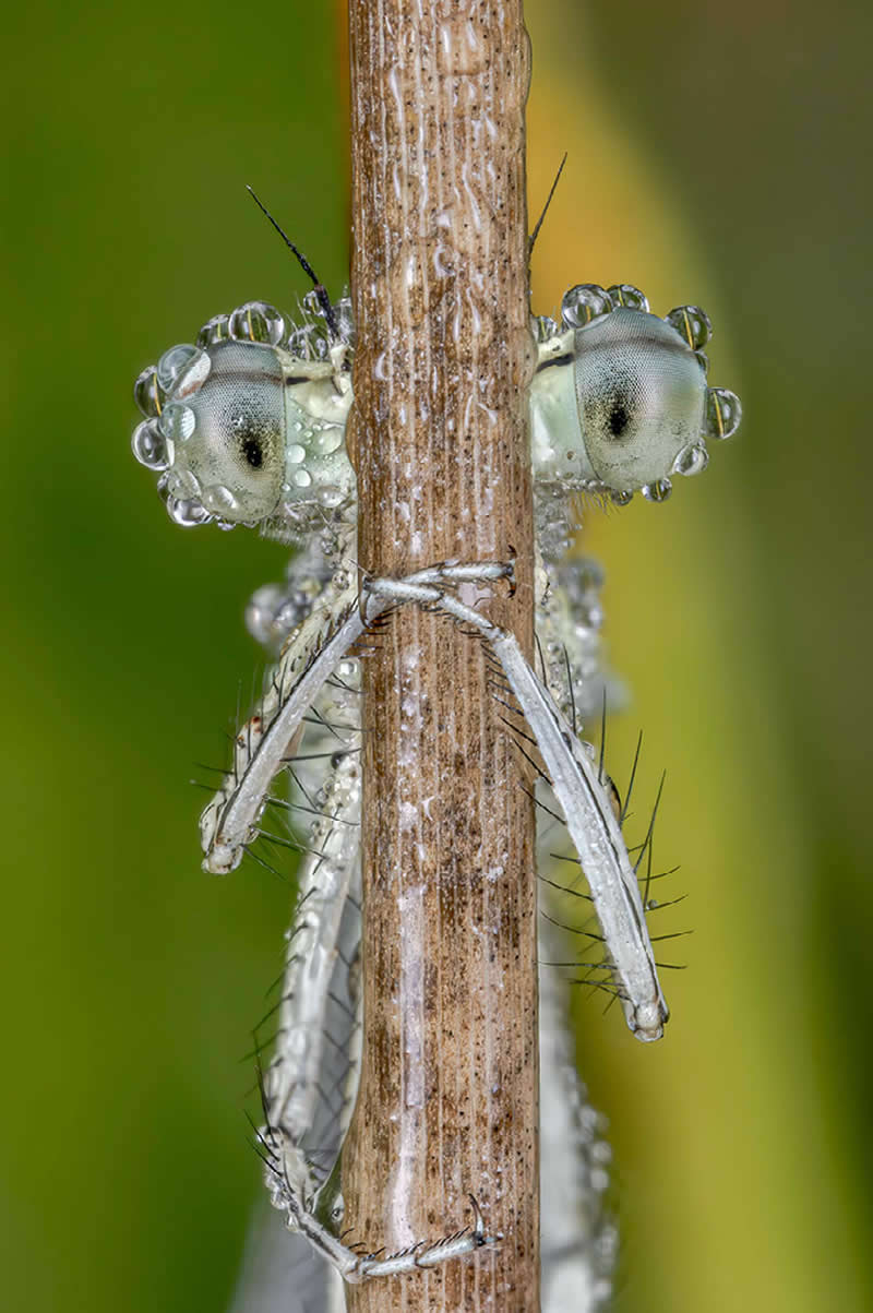 White-Legged Damselfly by Tim Crabb of Exeter, UK - Nature Best Photography Backyard Winners
