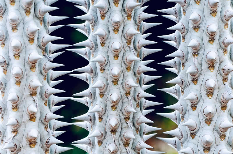 Madagascar Cactus by Greg Tucker, USA - Nature Best Photography Backyard Winners