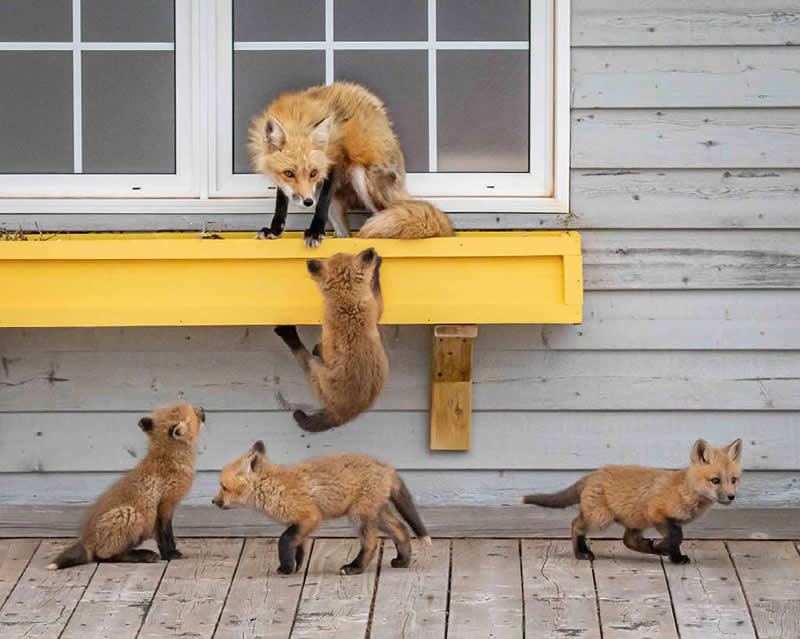 Red Fox Family by Glen Strickey, Canada - Nature Best Photography Backyard Winners
