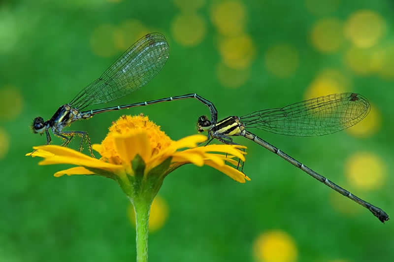 Damselflies by Salahuddin Ahmed, Bangladesh - Nature Best Photography Backyard Winners