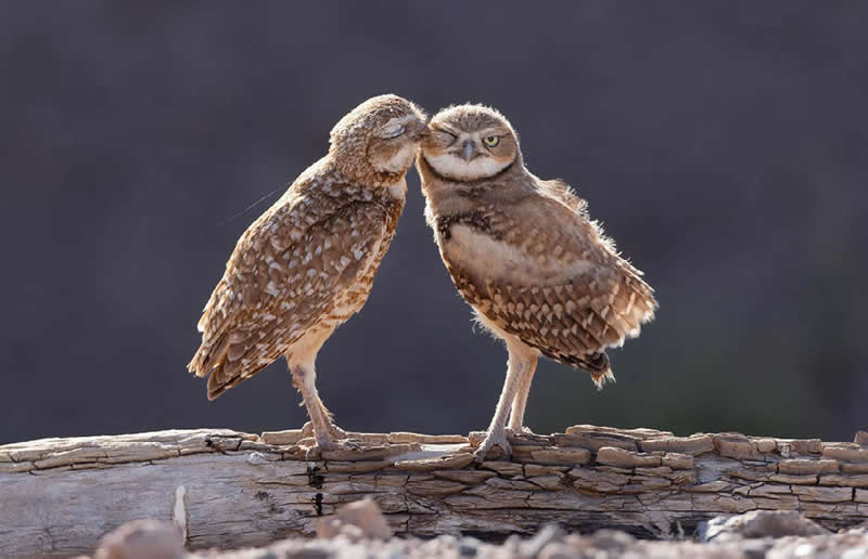 Burrowing Owls by Shane Keena of Redlands, USA - Nature Best Photography Backyard Winners