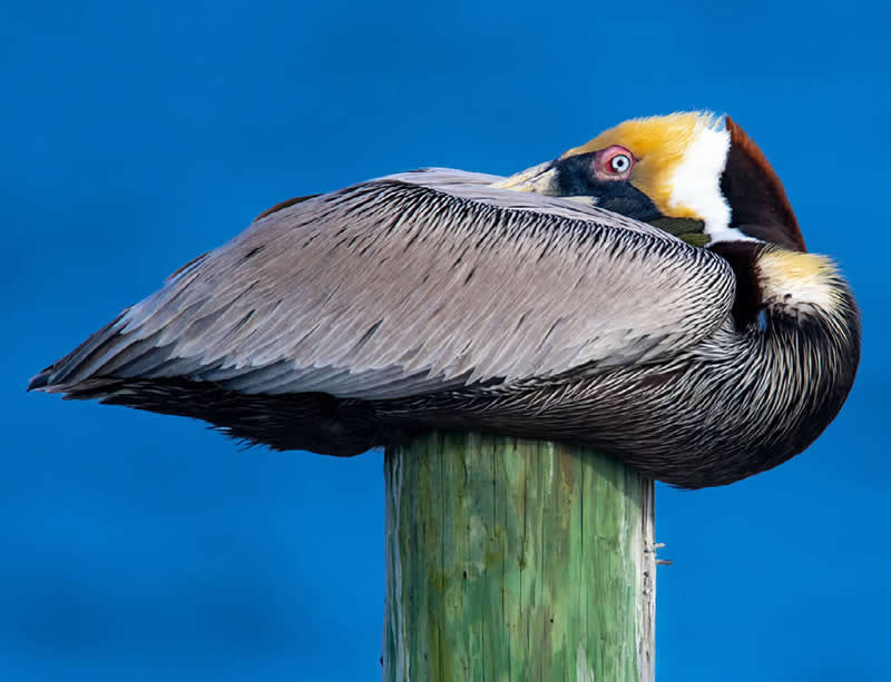 Brown Pelican by Frank Abbott, USA  - Nature Best Photography Backyard Winners