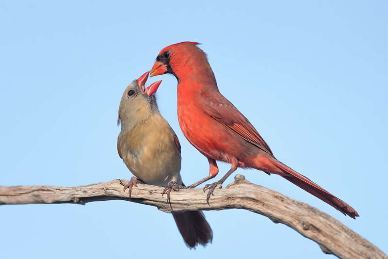 Male Northern Cardinal Feeding Female by Barb D’Arpino, Canada - Nature Best Photography Backyard Winners