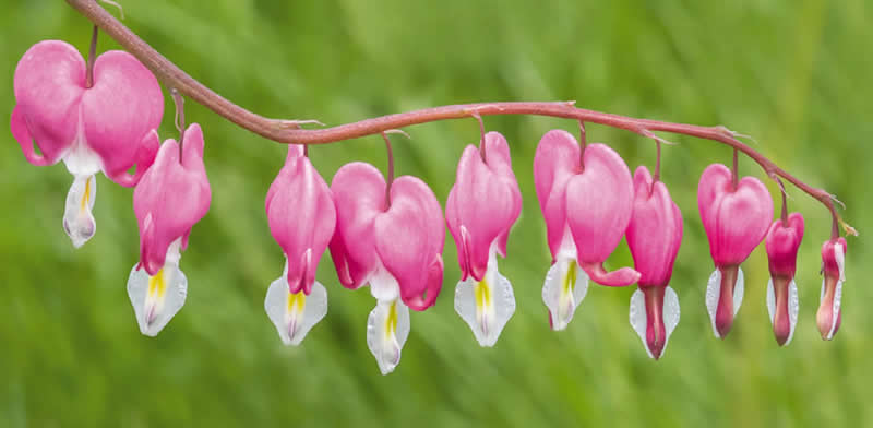 Bleeding Heart by Sandy Selesky, USA - Nature Best Photography Backyard Winners