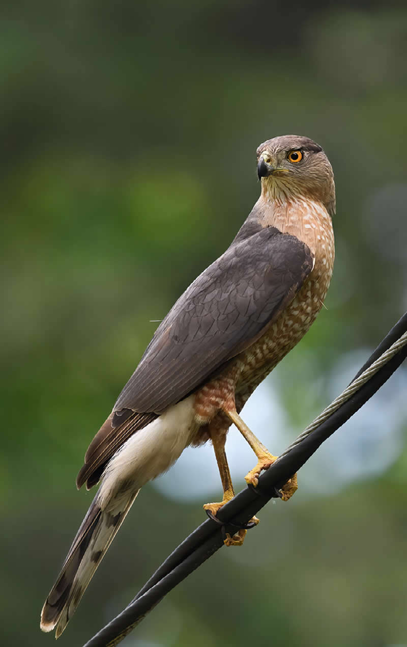 Cooper’s Hawk by Samir Kamat, USA - Nature Best Photography Backyard Winners