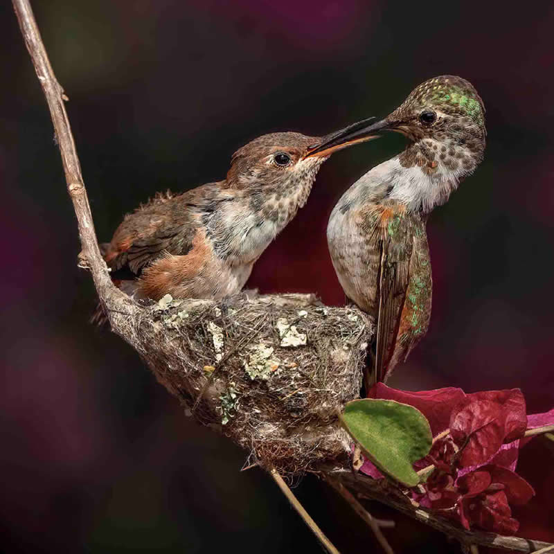 Rufous Hummingbirds by Janice E. Katz, USA - Nature Best Photography Backyard Winners