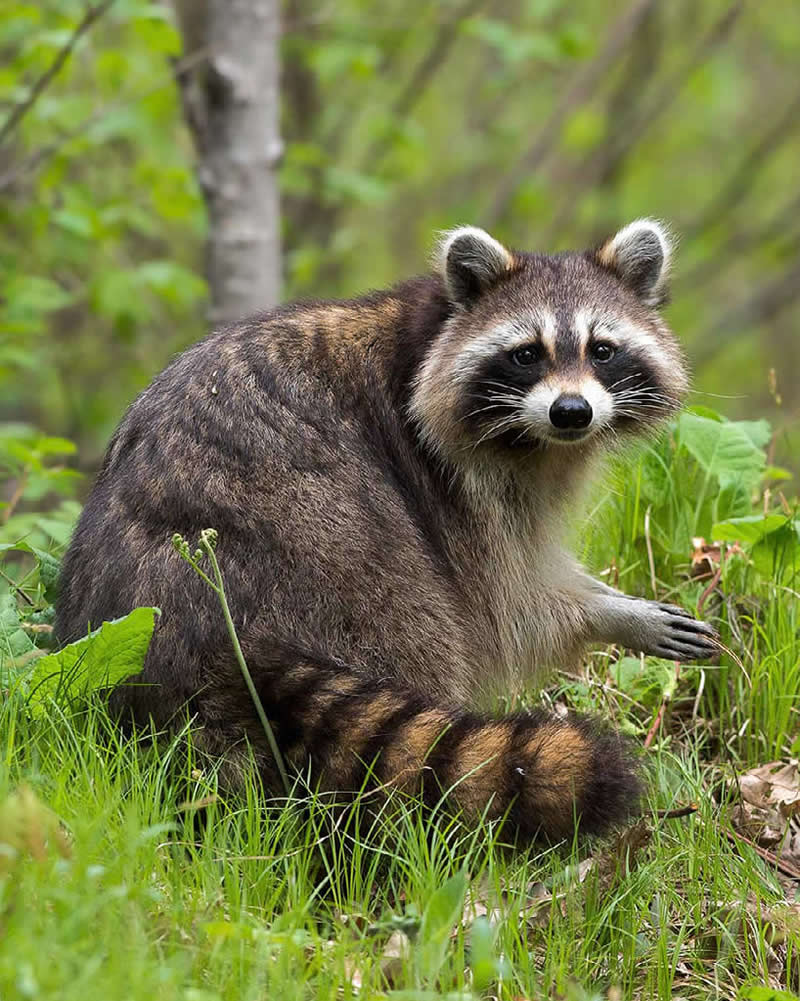 Raccoon by Dave Shaffer, USA - Nature Best Photography Backyard Winners