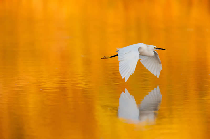 Snowy Egret by Bruce D. Taubert, USA - Nature Best Photography Backyard Winners