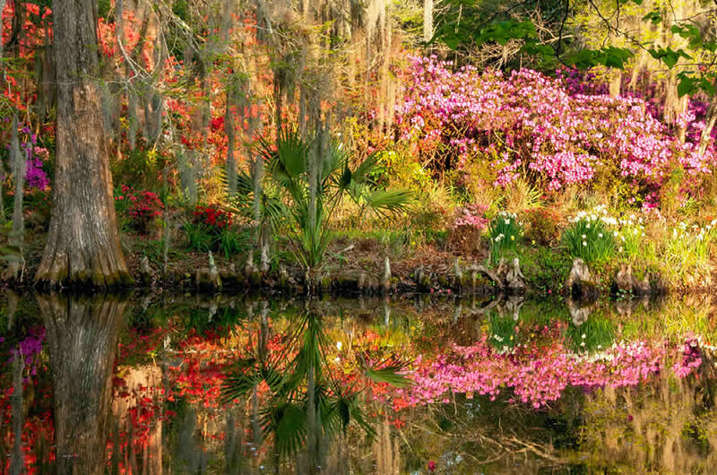 Magnolia Plantation and Gardens by Greg Tucker, USA - Nature Best Photography Backyard Winners