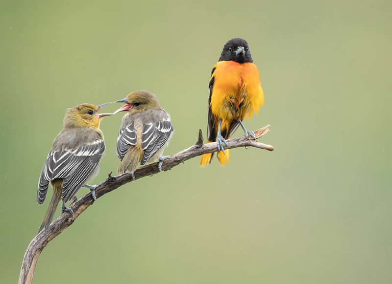 Male Baltimore Oriole with Fledglings by Barb D’Arpino, Canada - Nature Best Photography Backyard Winners