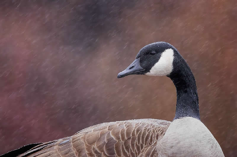 Canadian Goose in Rain by Jeff Grabert of Fleetwood, USA - Nature Best Photography Backyard Winners