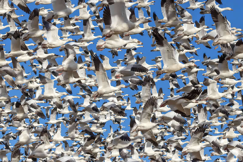 Snow Geese by Jeff Grabert, USA - Nature Best Photography Backyard Winners