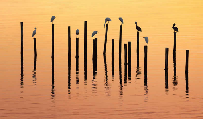 Snowy Egrets & Brown Pelicans at Sunset by Frank Abbott, USA - Nature Best Photography Backyard Winners