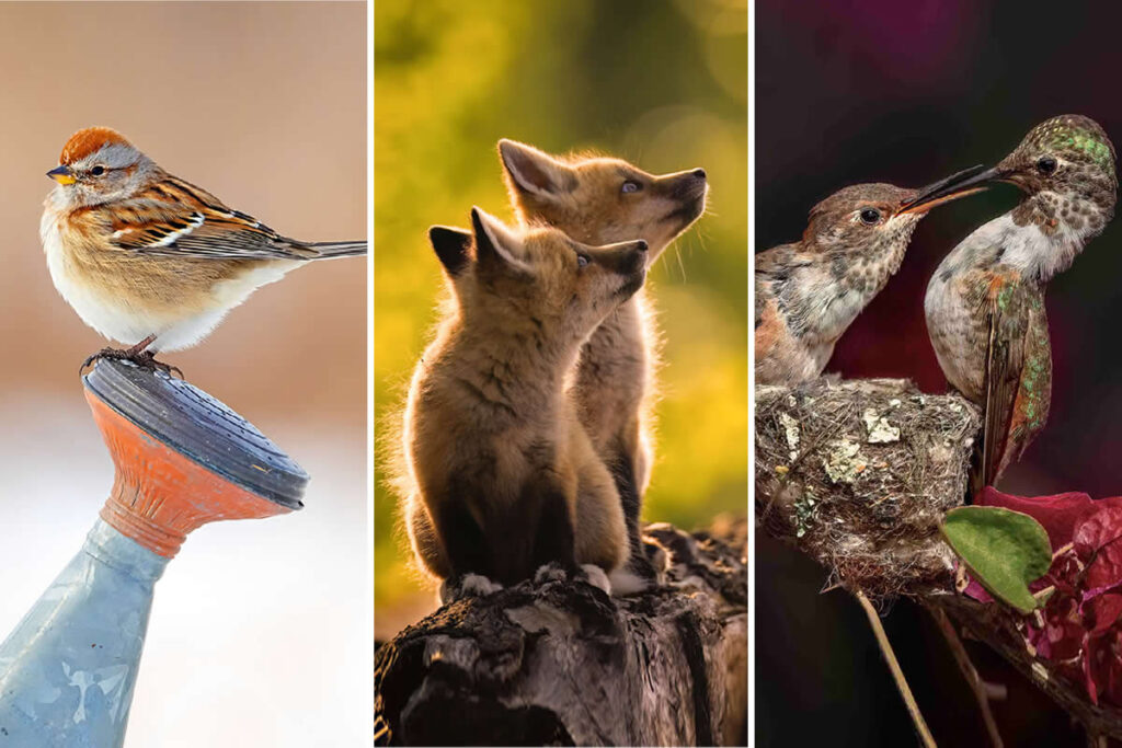Nature Best Photography Backyard Winners
