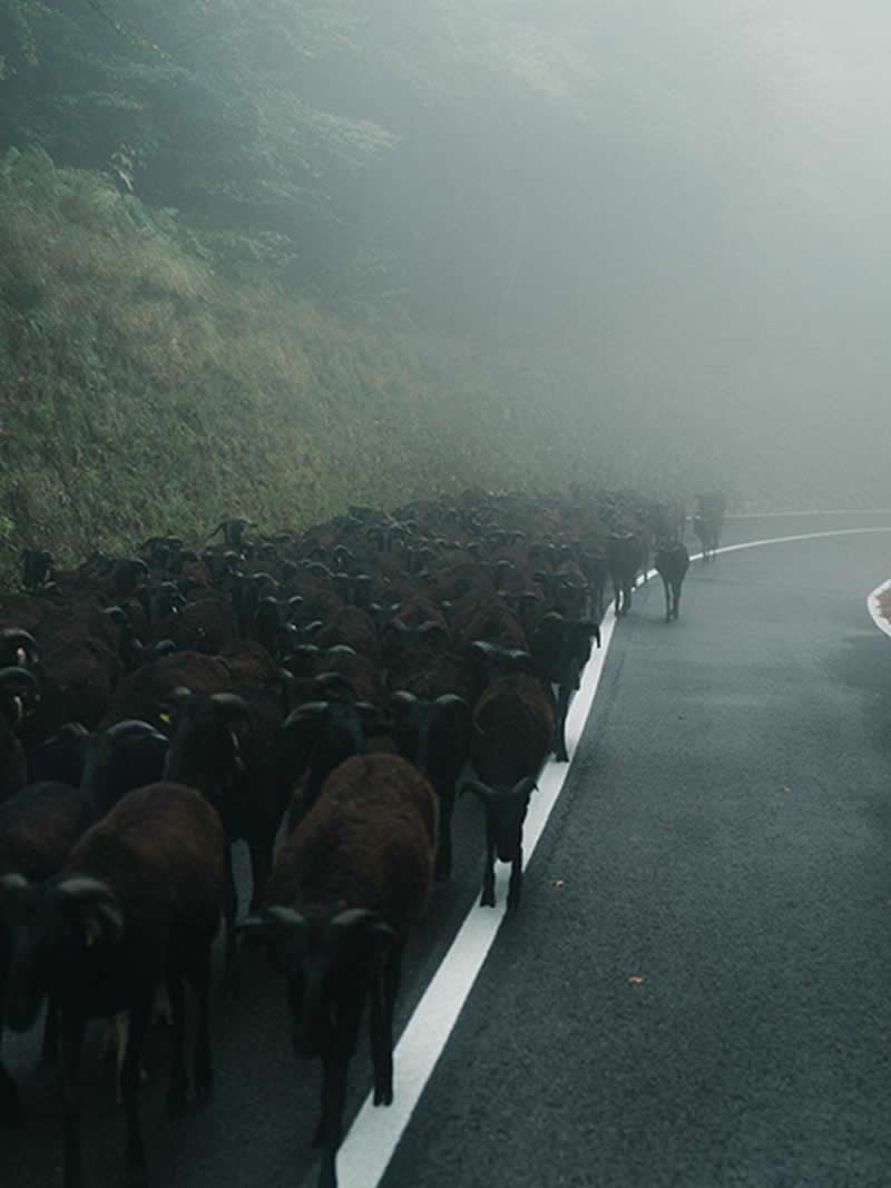 Nel mio sangue (In my blood) by Nils Böddingmeier, Germany - Nikon Film and Photo Contest 2025 Winners