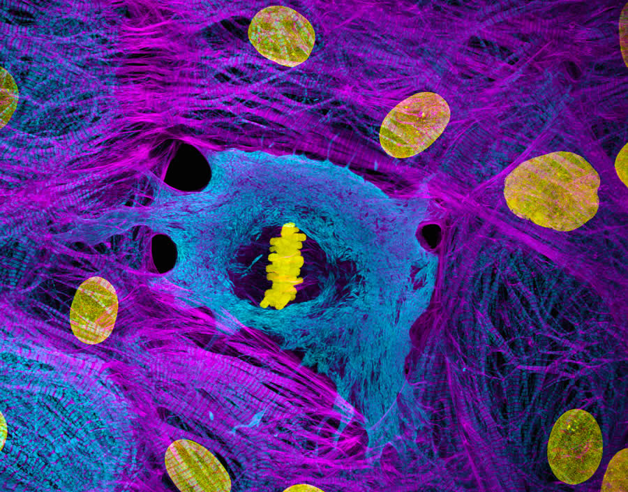 Heart muscle cells showing condensed chromosomes in metaphase - 2025 Nikon Small World Photomicrography Competition Winners