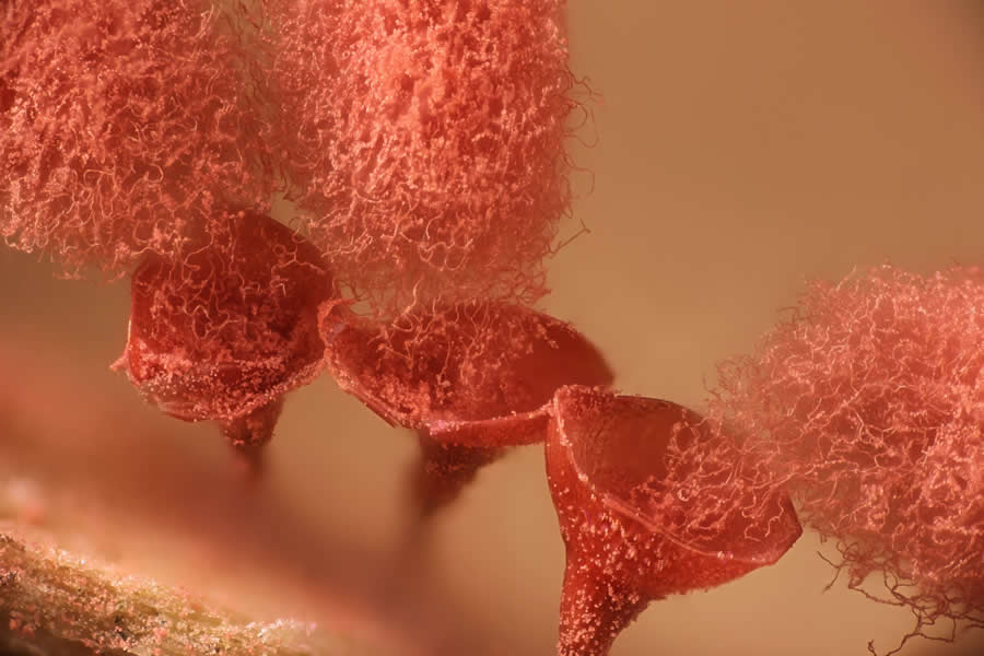 Slime mold releasing spores by Henri Koskinen - 2025 Nikon Small World Photomicrography Competition Winners