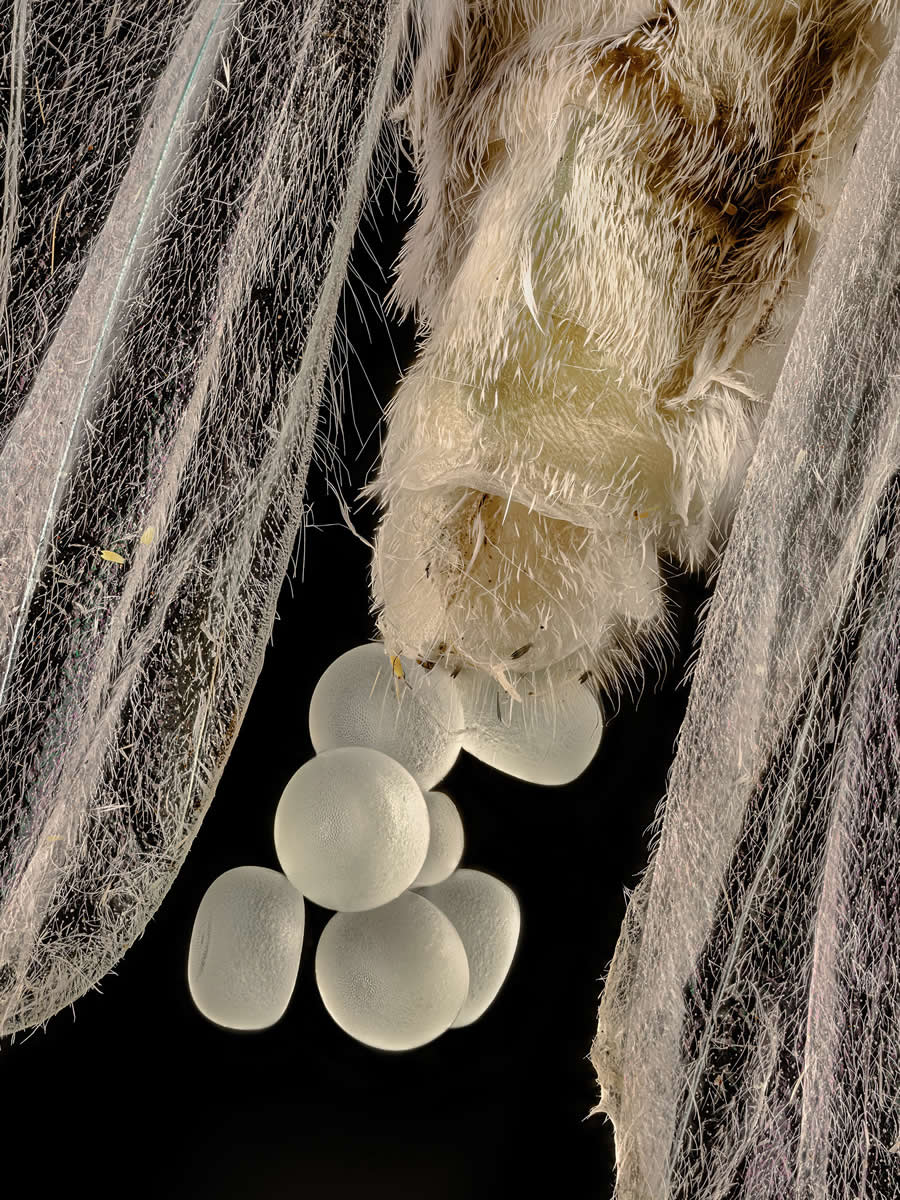 Geometer moth laying eggs by Zhang You - 2025 Nikon Small World Photomicrography Competition Winners