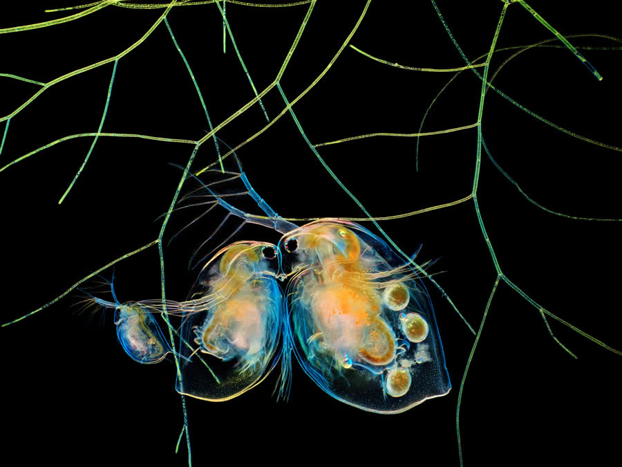 Water fleas and algae by Hong Guo - 2025 Nikon Small World Photomicrography Competition Winners