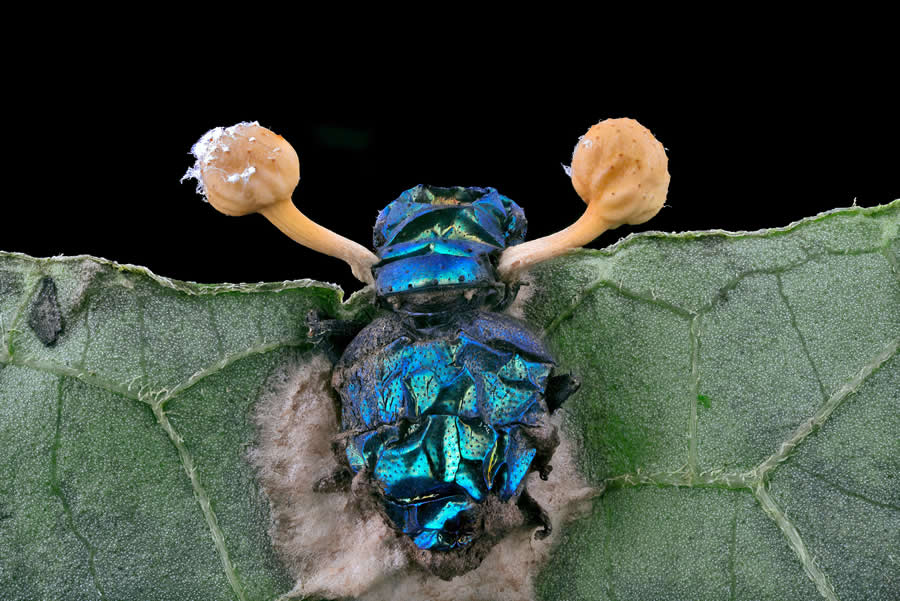 Parasitic fungus on a fly by Eduardo Agustin Carrasco - 2025 Nikon Small World Photomicrography Competition Winners