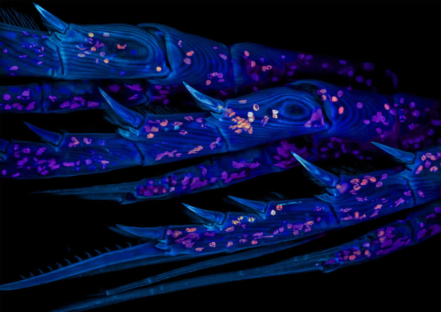 Marine copepod by Dr. Zachary Sanchez - 2025 Nikon Small World Photomicrography Competition Winners
