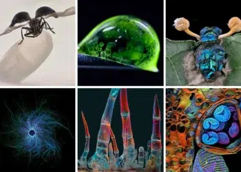 nikon small world photo contest 2025 winners