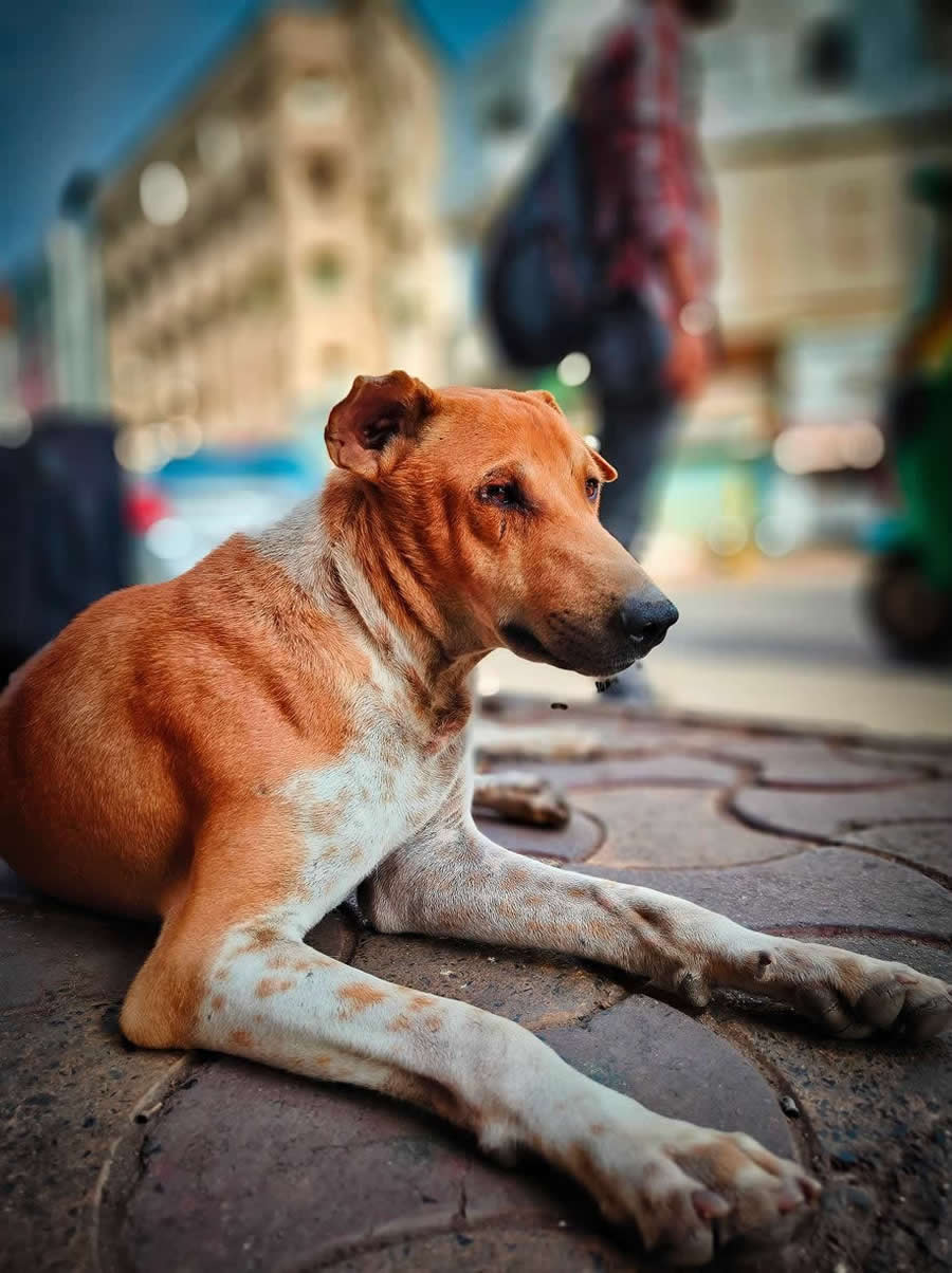 A Street Dog by Kanti S. Sonagra | OnePlus Nord 3 - OnePlus Photography Awards 2025 Winners