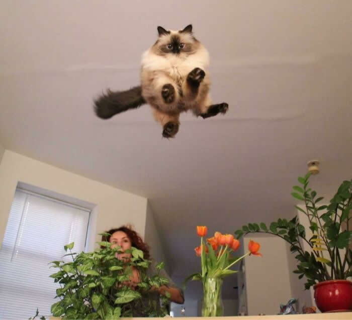 Perfectly Timed Photos That Capture the Exact Moment