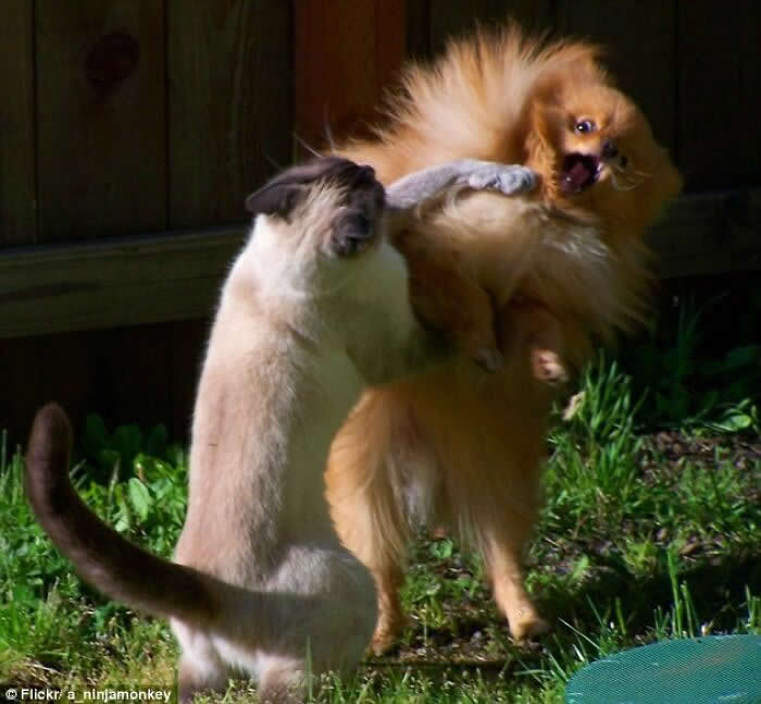 Perfectly Timed Photos That Capture the Exact Moment
