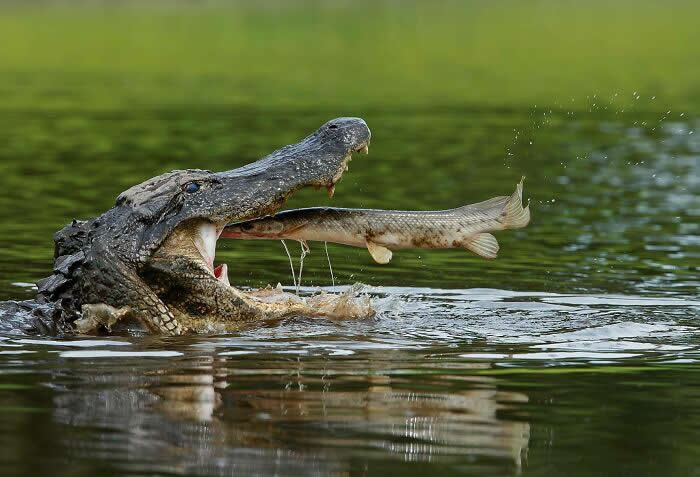 Perfectly Timed Photos That Capture the Exact Moment