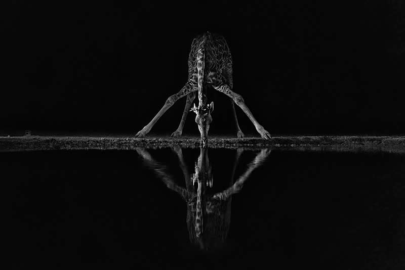 Drinking in the night by Giovanni Frescura - Sublime Photo Awards 2025 Winners