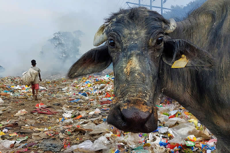 Struggle to survive in the rubbish heap by Debarun Biswas - Sublime Photo Awards 2025 Winners