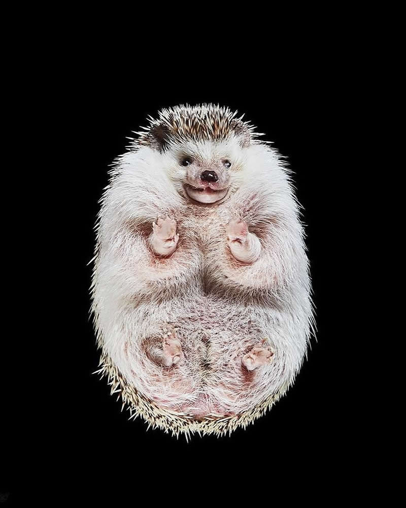 What Animals Look Like from Beneath by Andrius Burba