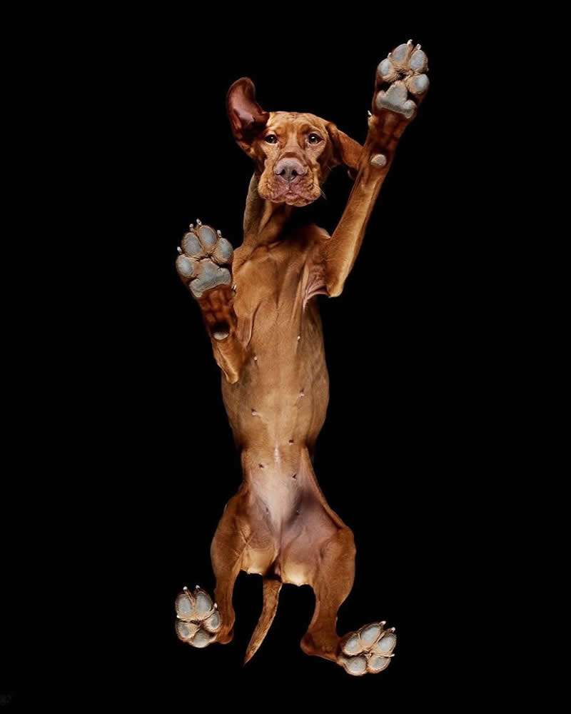 What Animals Look Like from Beneath by Andrius Burba