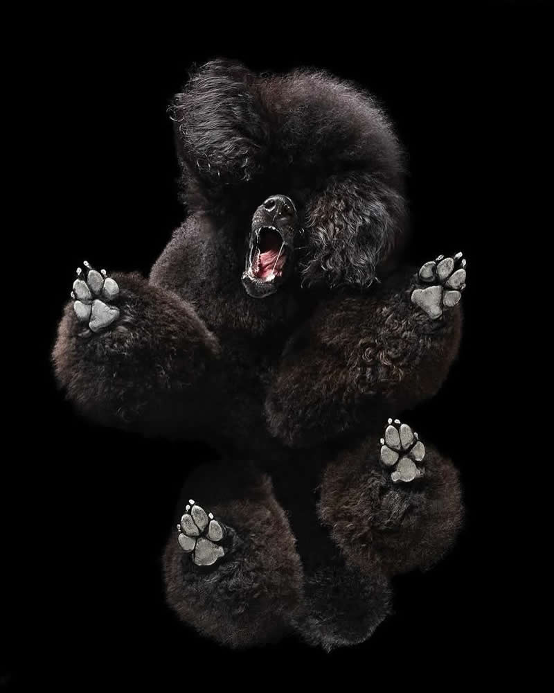 What Animals Look Like from Beneath by Andrius Burba