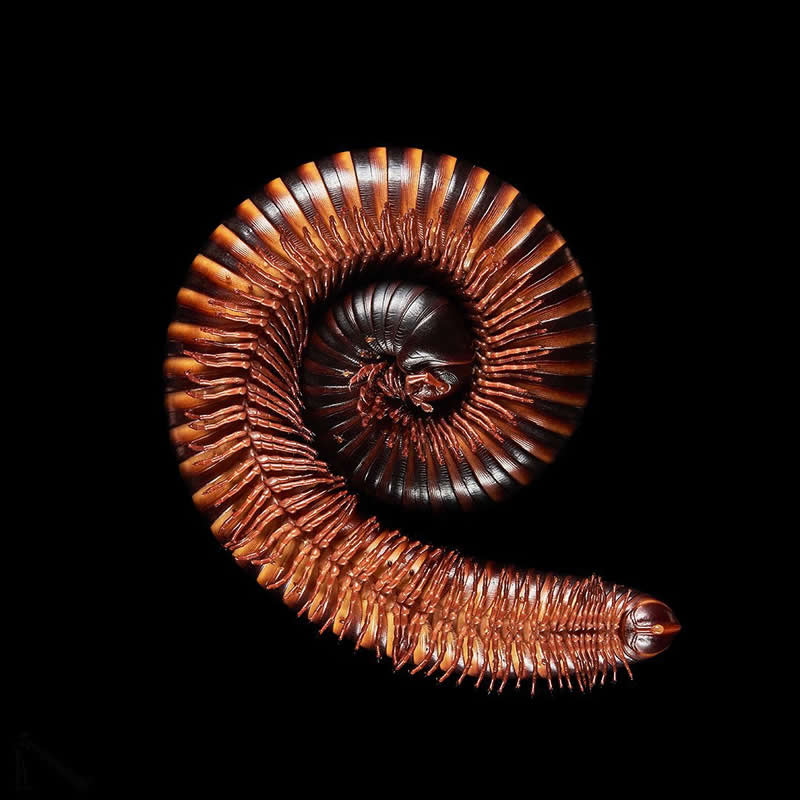 What Animals Look Like from Beneath by Andrius Burba